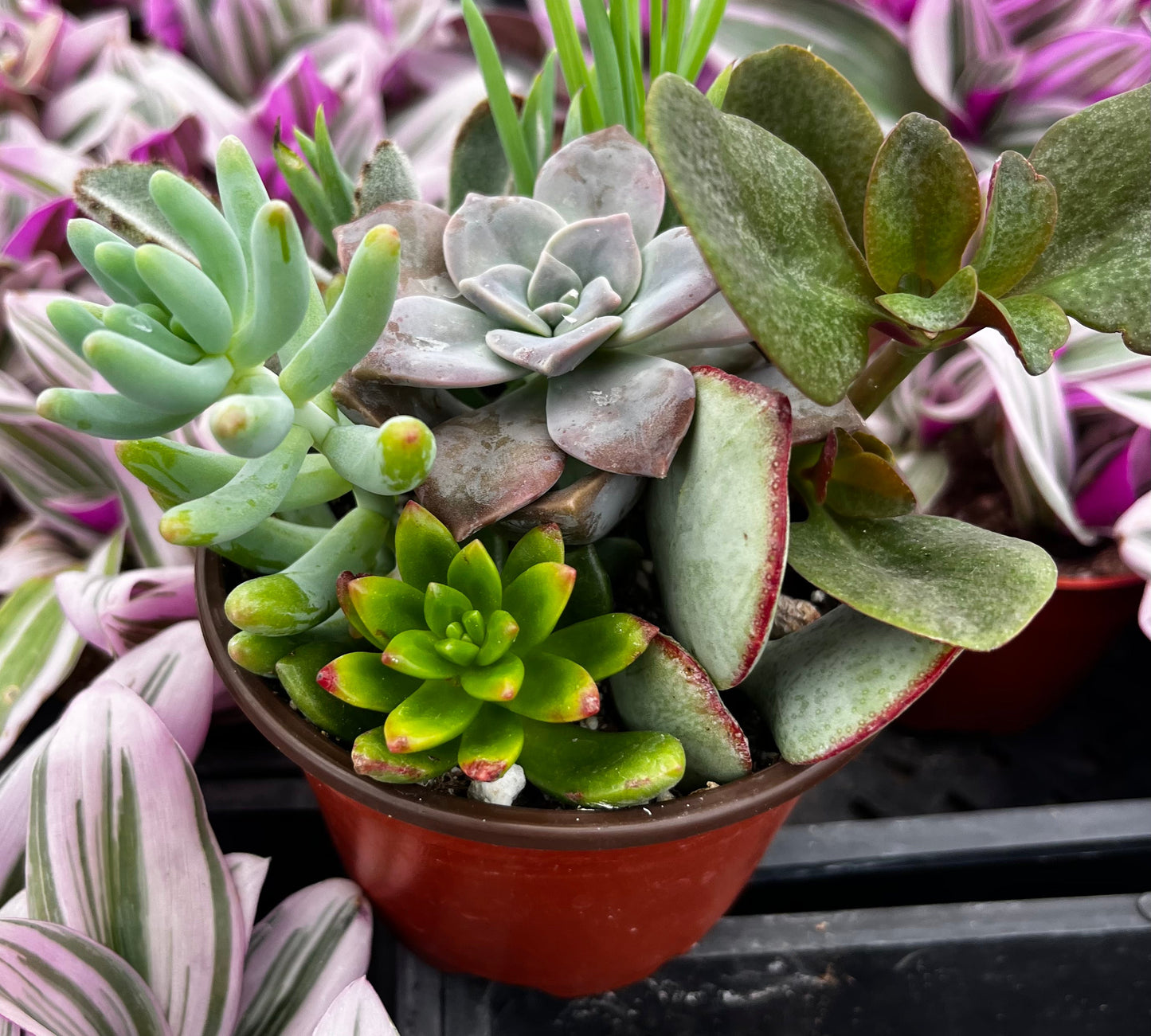 Watters Mini Succulent Garden