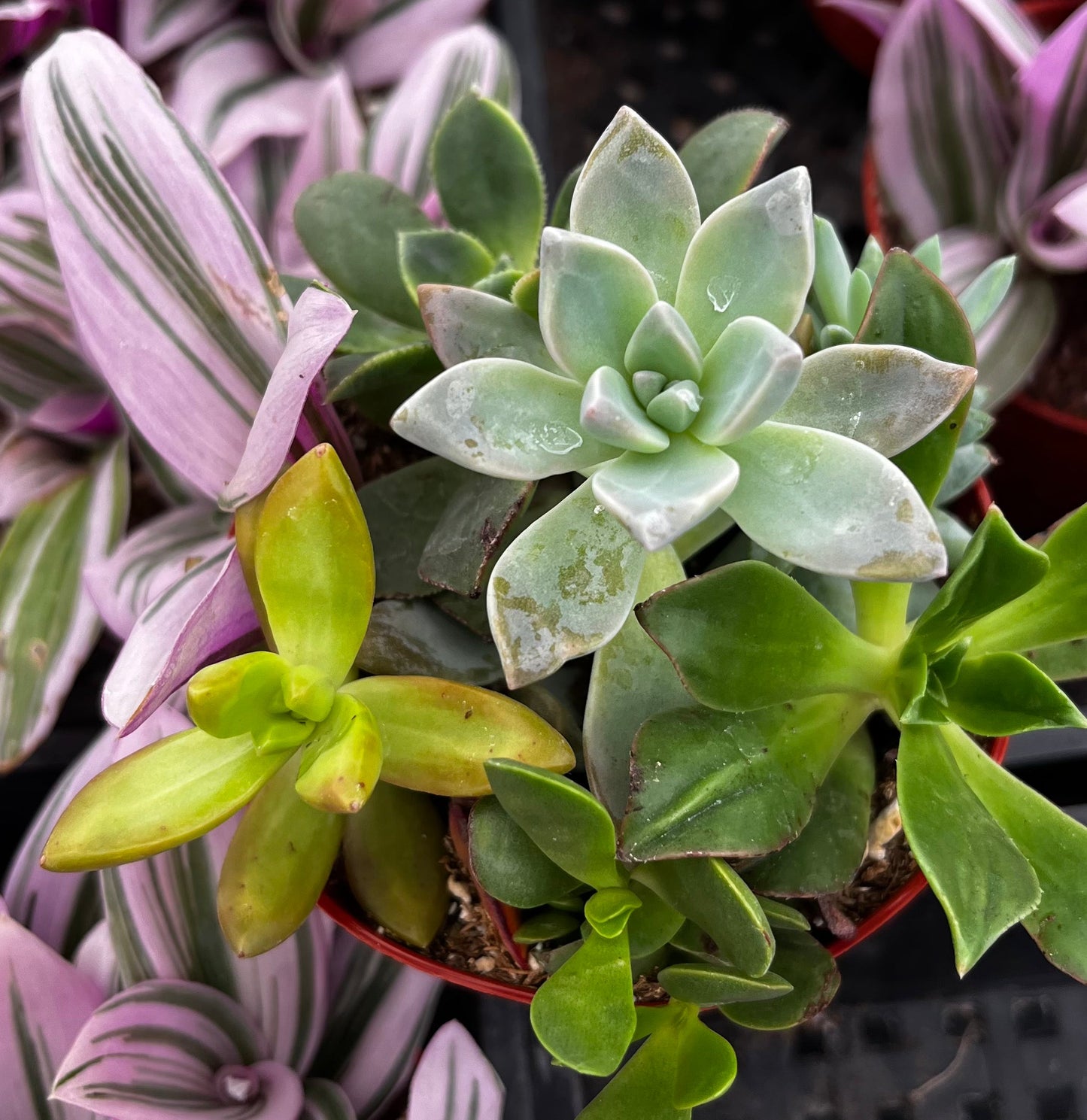 Watters Mini Succulent Garden