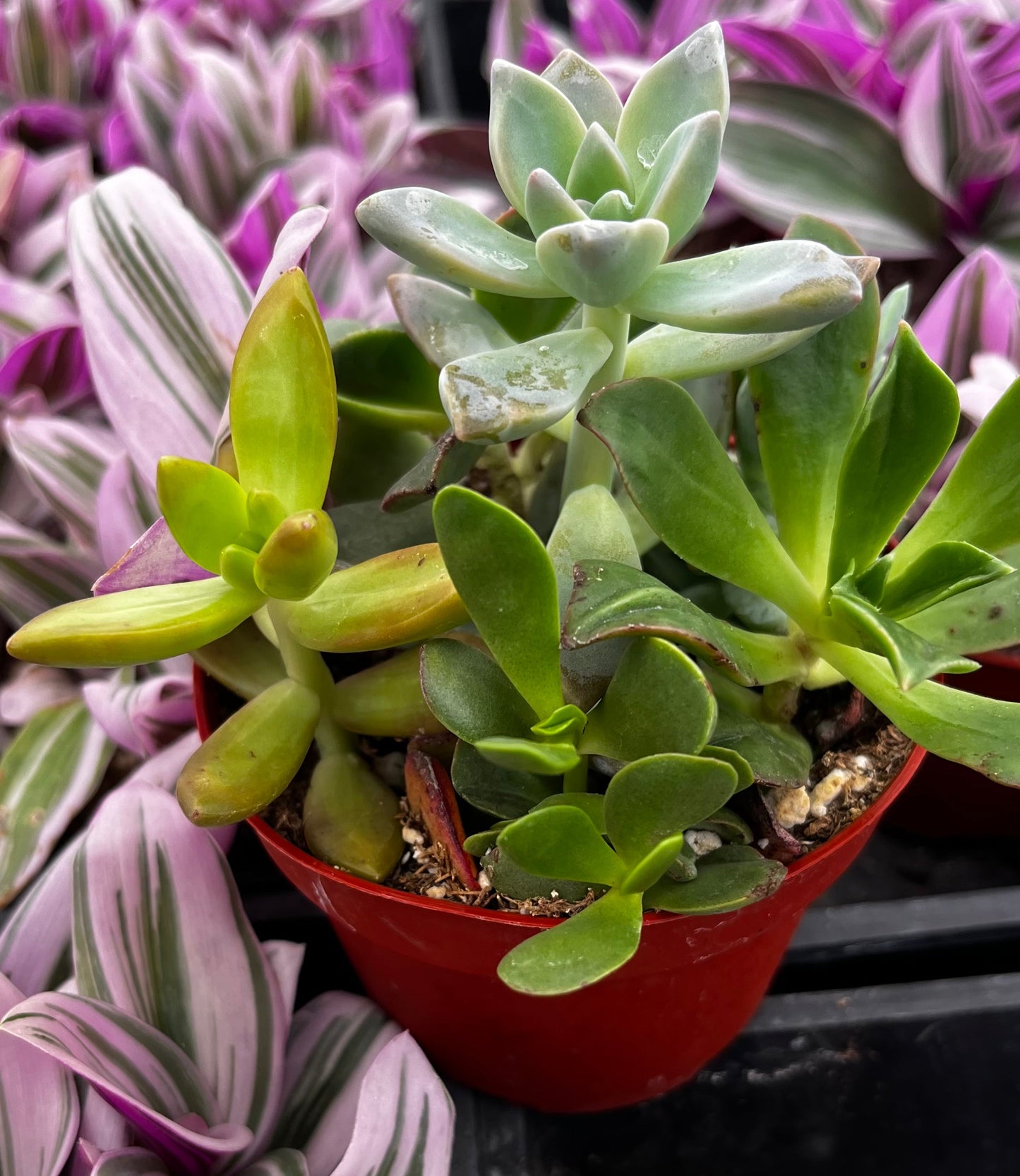 Watters Mini Succulent Garden