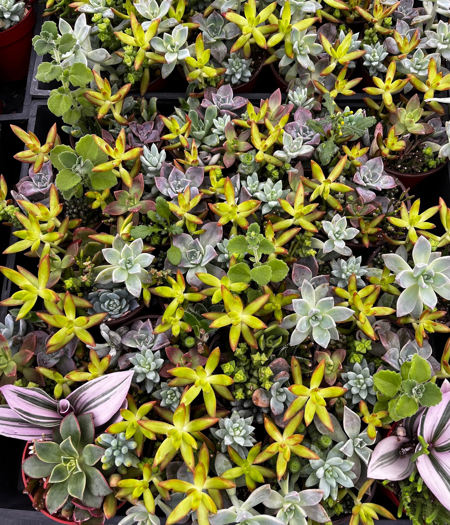 Watters Mini Succulent Garden