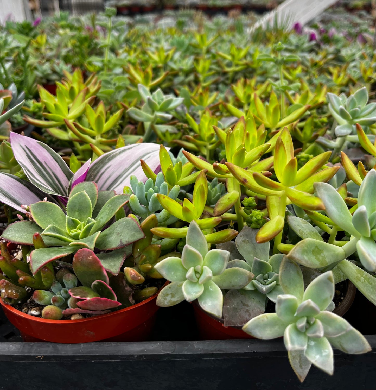 Watters Mini Succulent Garden