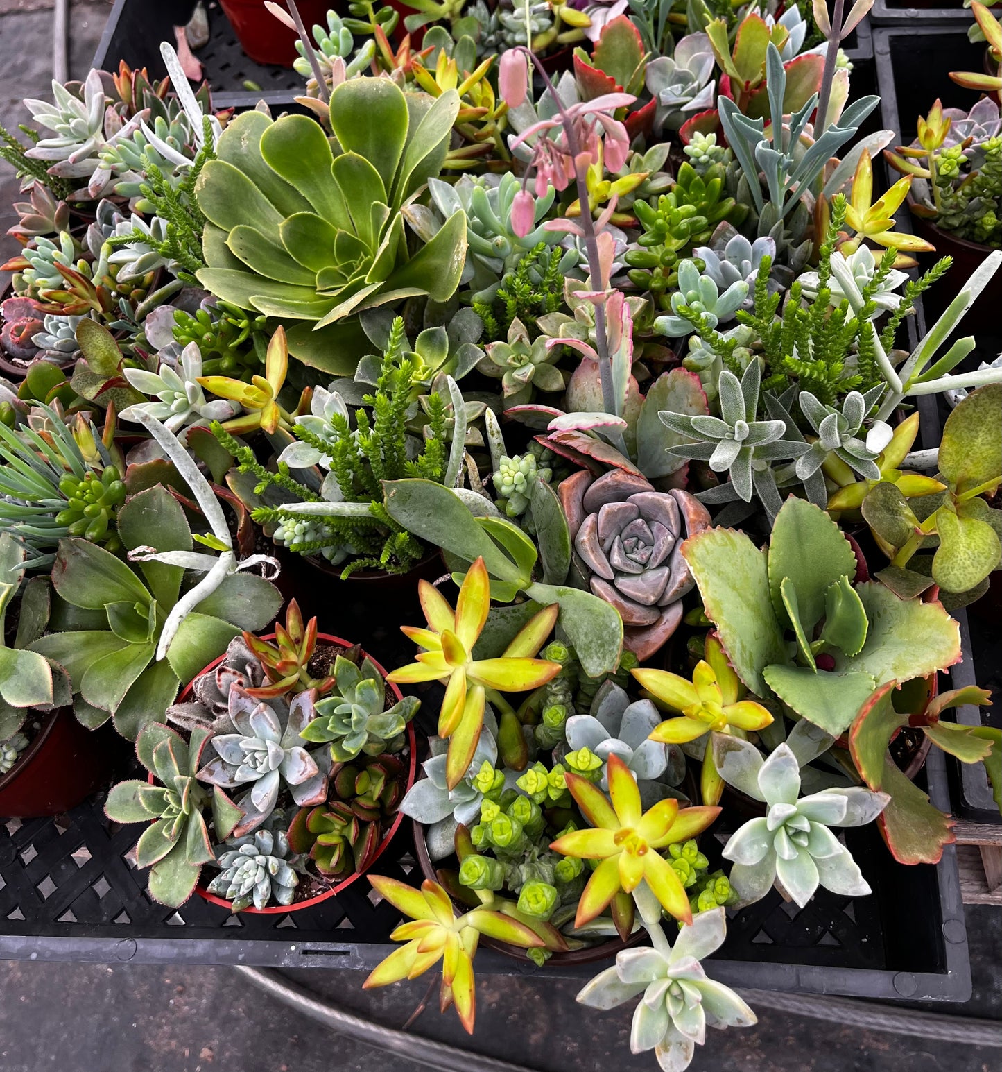 Watters Mini Succulent Garden
