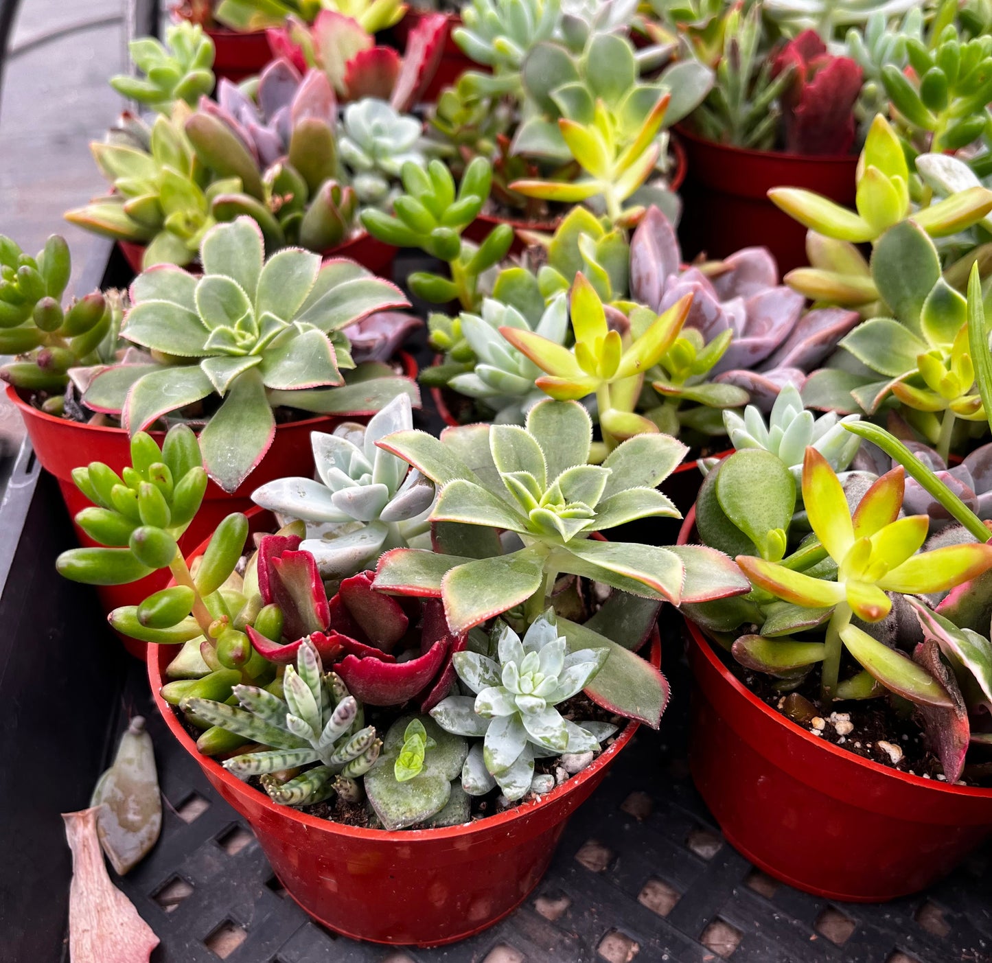 Watters Mini Succulent Garden