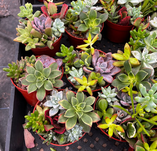 Watters Mini Succulent Garden