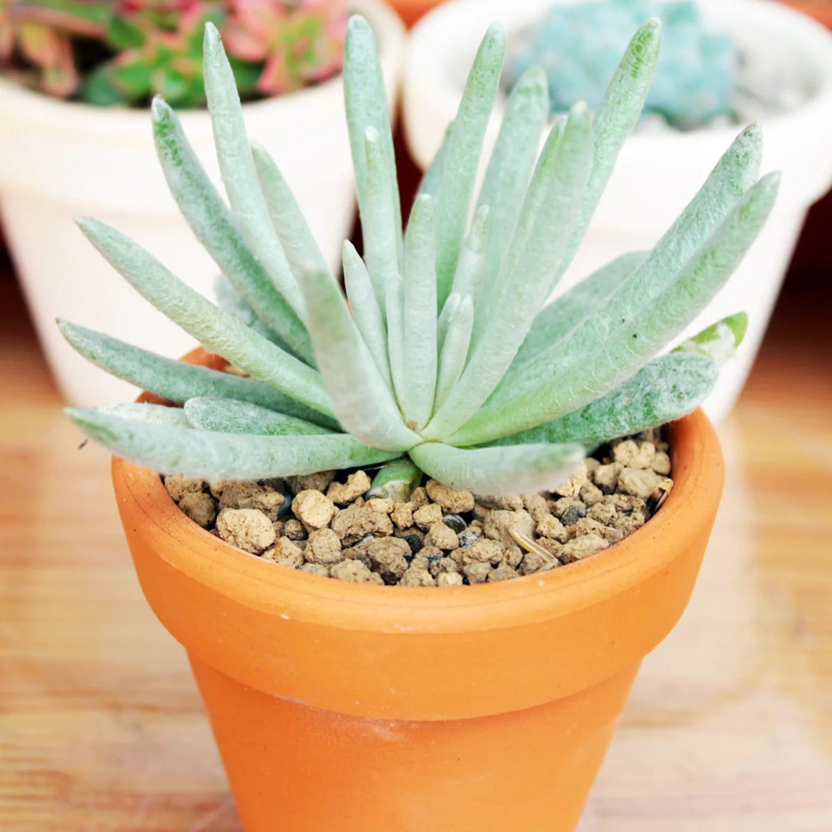 Woolly Senecio