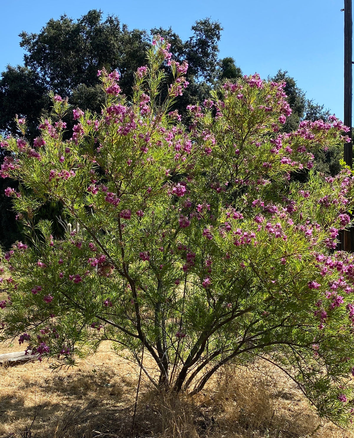 BURGUNDY DESERT WILLOW TREE 15gal