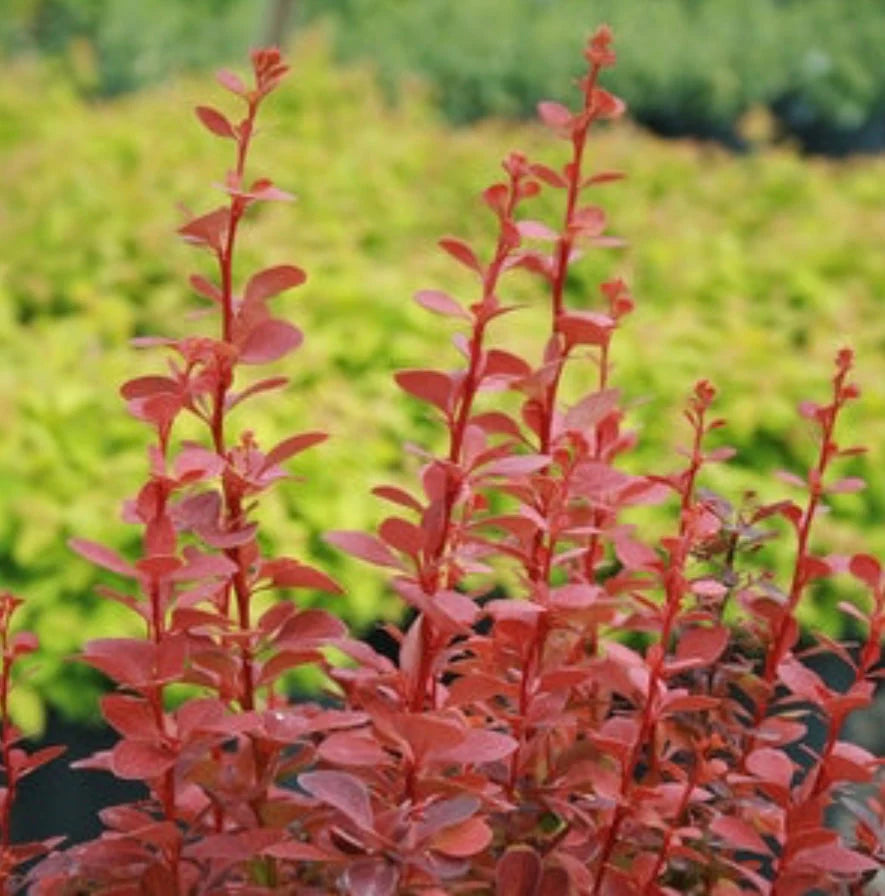 ORANGE ROCKET BARBERRY 3gal