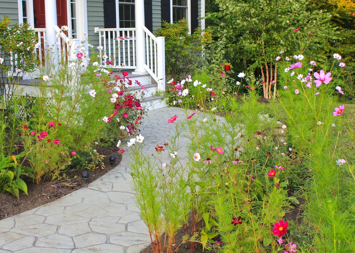ASSORTED ANNUALS 1gal