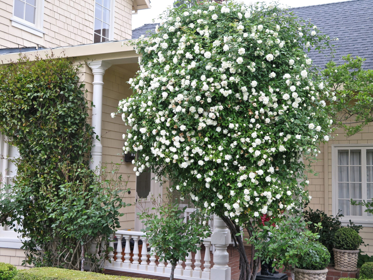 WHITE LADY BANKS CLIMBING ROSE 2gal