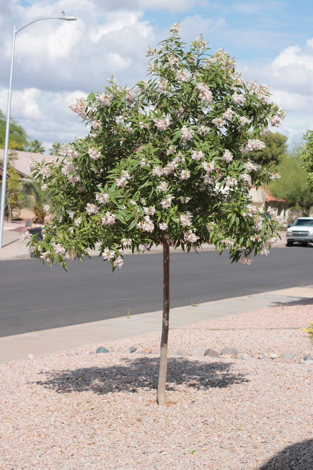 PINK DAWN CHILTAPLA TREE 5gal