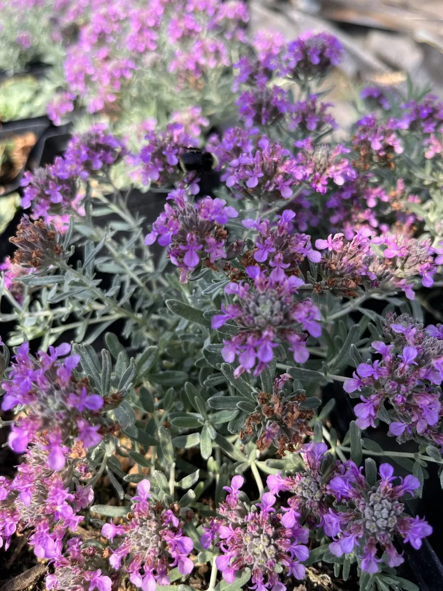 CREEPING GERMANDER 1gal