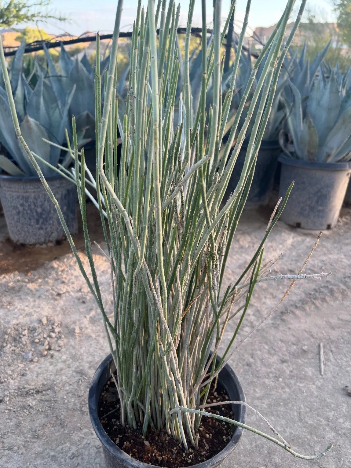 CANDELILLA WAX PLANT 1gal