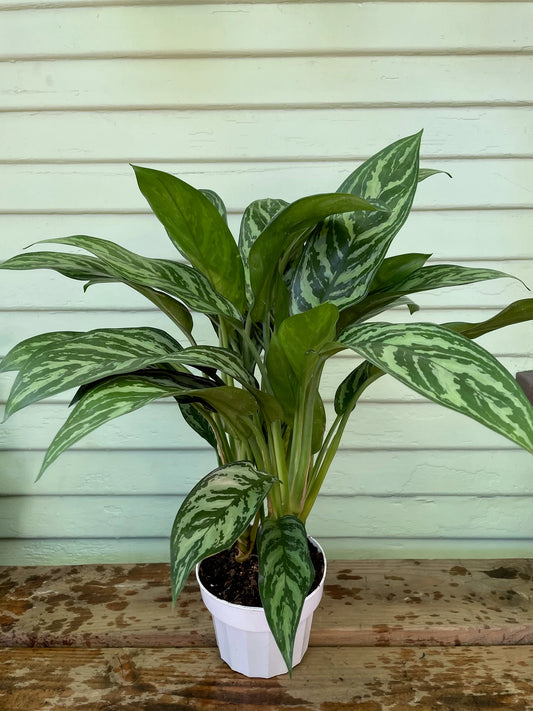 TIGRESS CHINESE EVERGREEN 6in