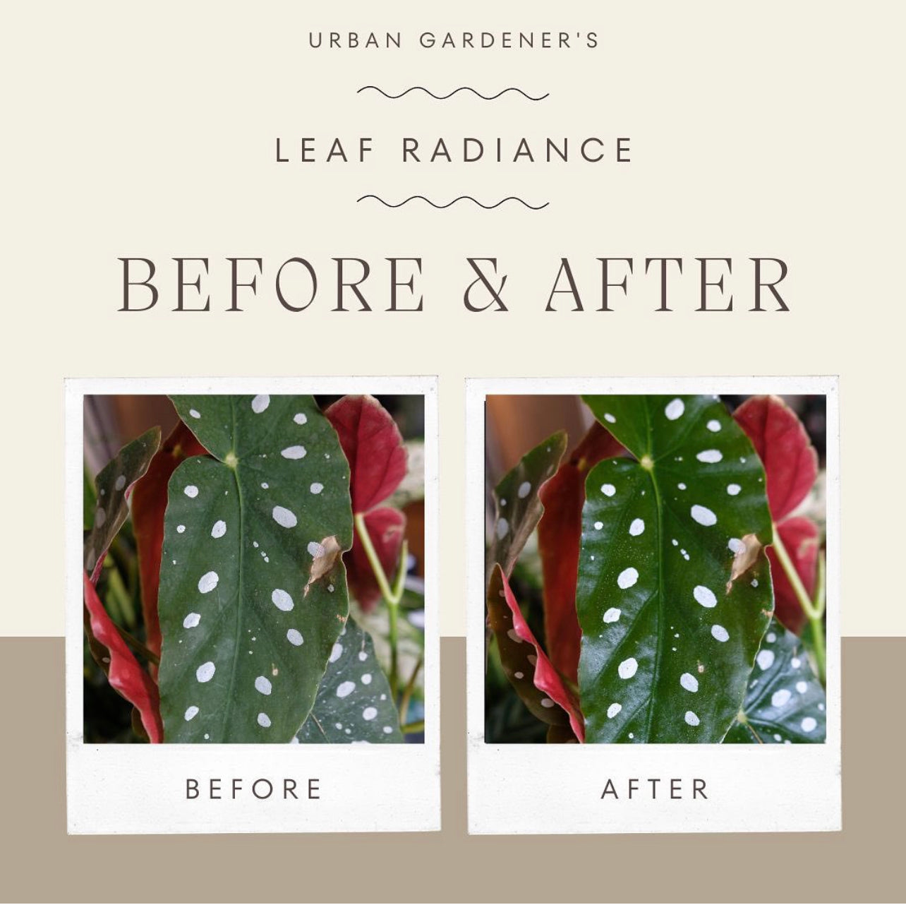 LEAF RADIANCE PLANT SHINE & CLEANER 8oz