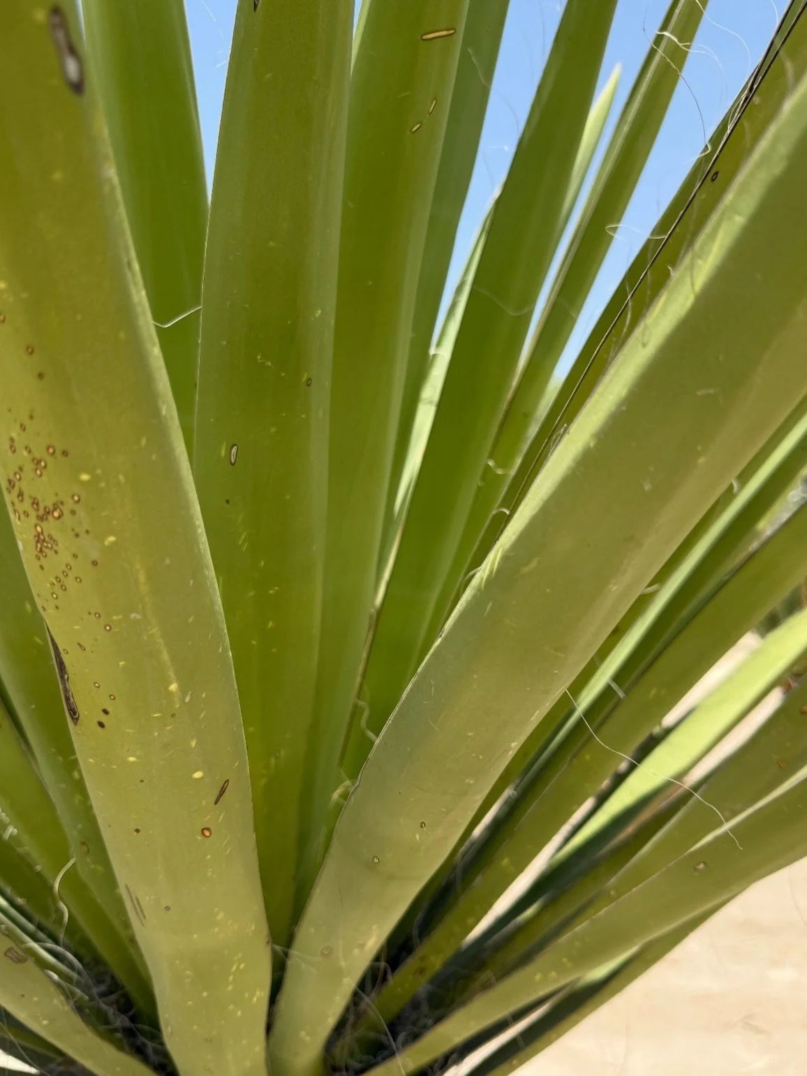 GIANT WHITE DAGGER YUCCA 24in/5ft