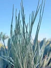 CANDELILLA WAX PLANT 1gal