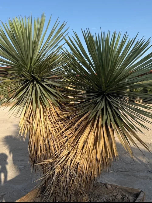 THOMPSON YUCCA TREE 5ft 2 HEADS