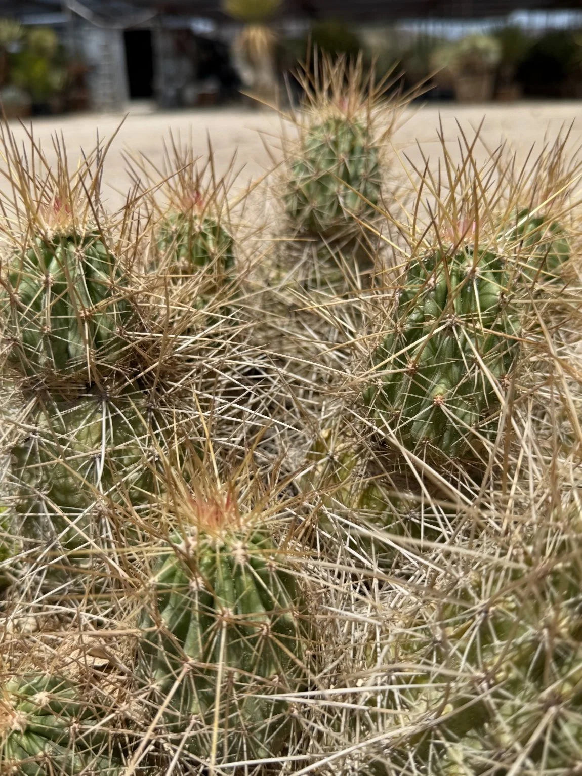 PINK FLOWER HEDGEHOG CACTUS  18in