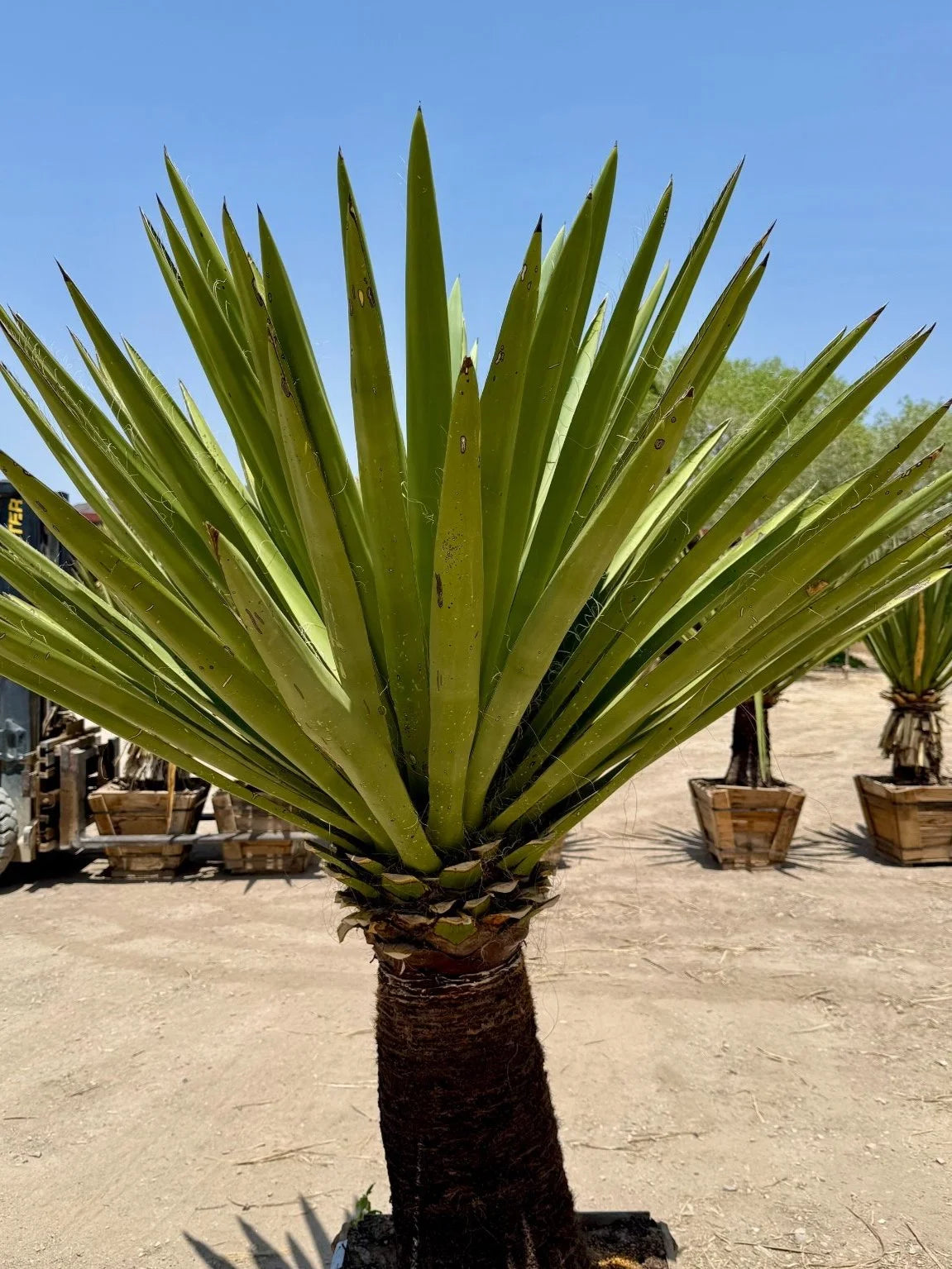 GIANT WHITE DAGGER YUCCA 24in/5ft