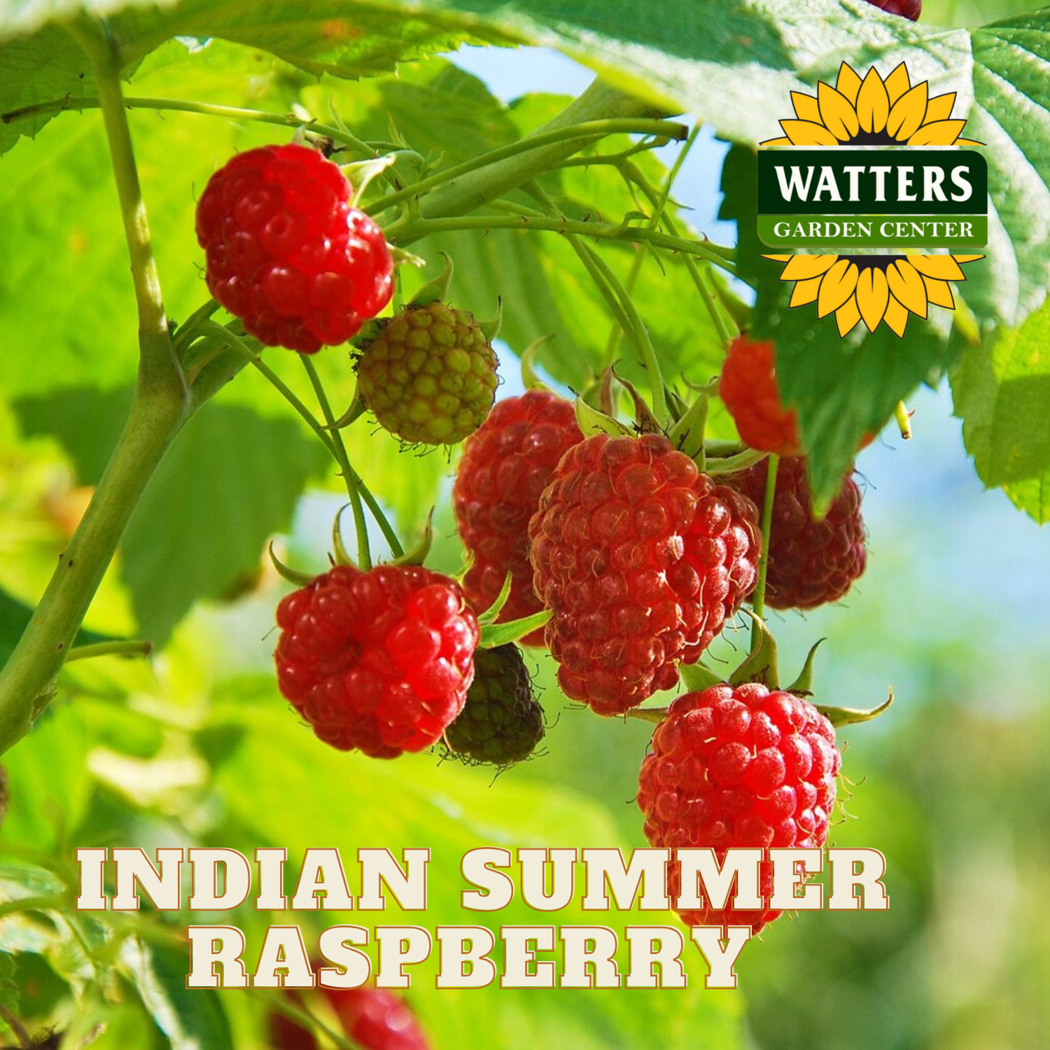 INDIAN SUMMER RASPBERRY 1gal – Watters Garden Center