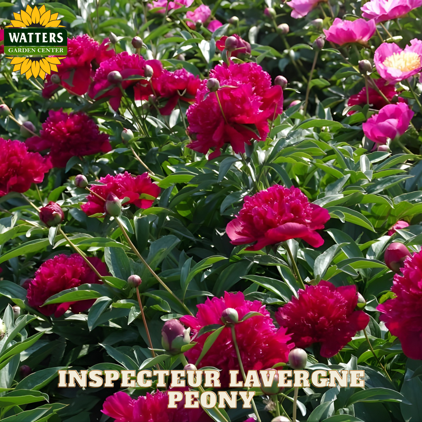 Pink peony flowers with 'Watters Garden Center' logo and 'Inspecteur Lavergne Peony' text.