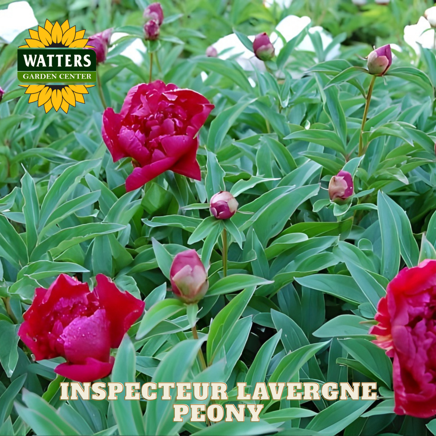 Inspecteur Lavergne peony flowers with Watters Garden Center logo.