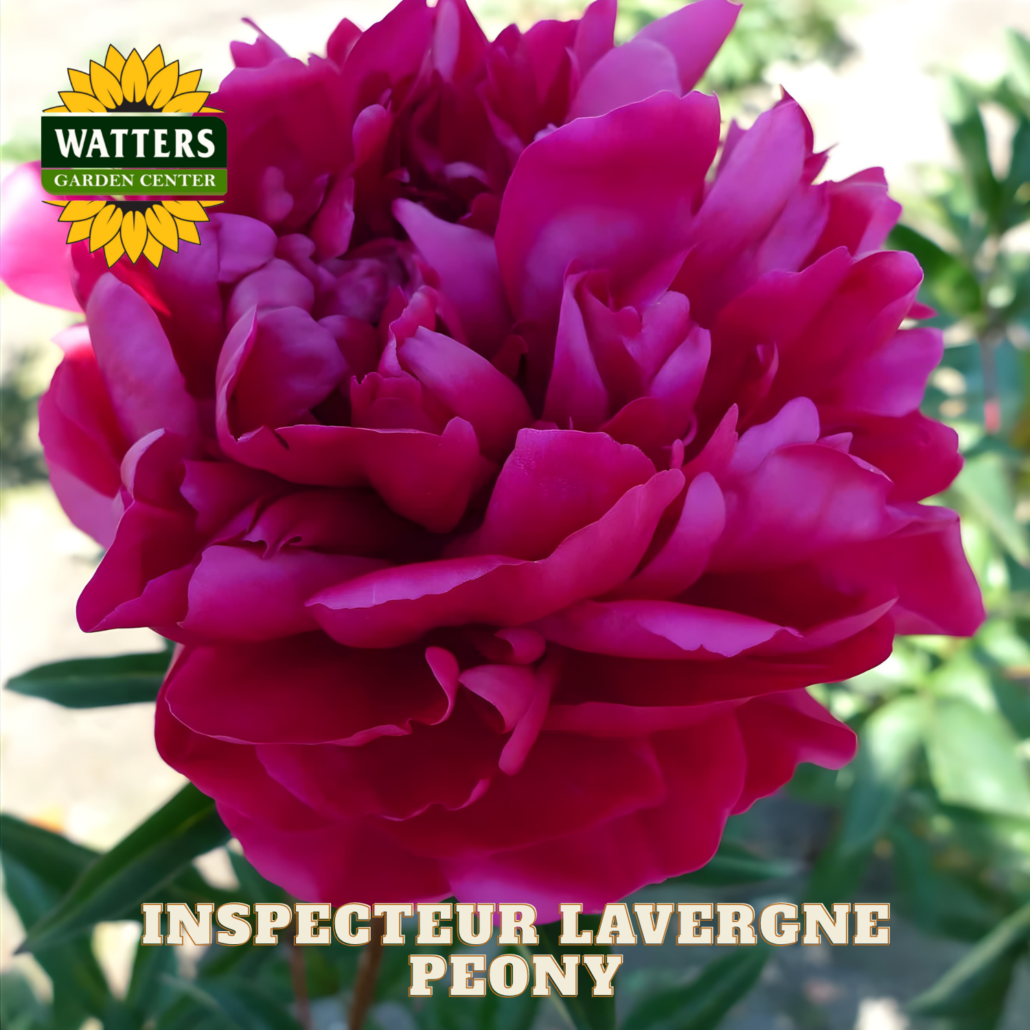 Pink peony flower with Watters Garden Center logo and 'Inspecteur Lavergne Peony' text.
