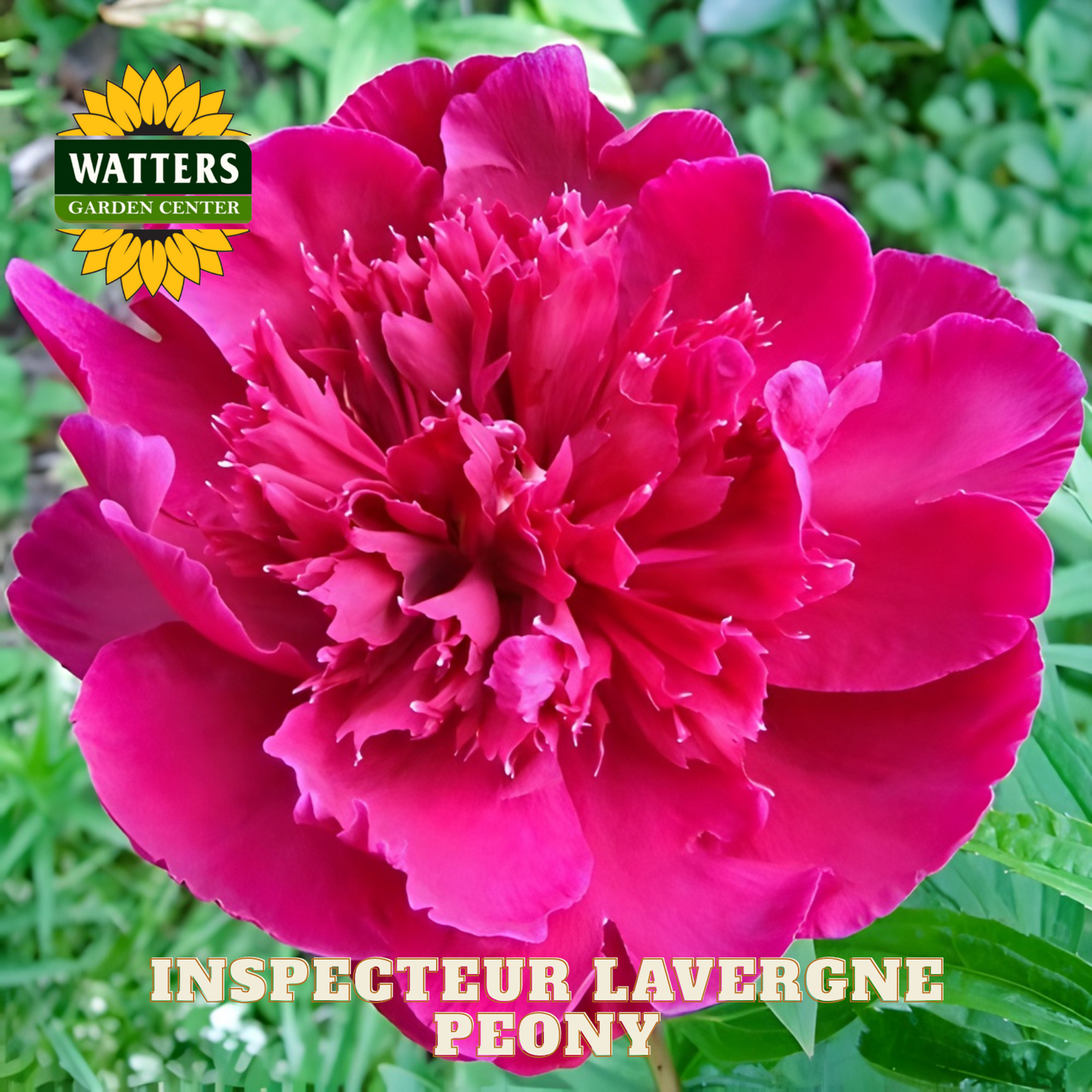 Close-up of a vibrant pink peony flower with Watters Garden Center branding.