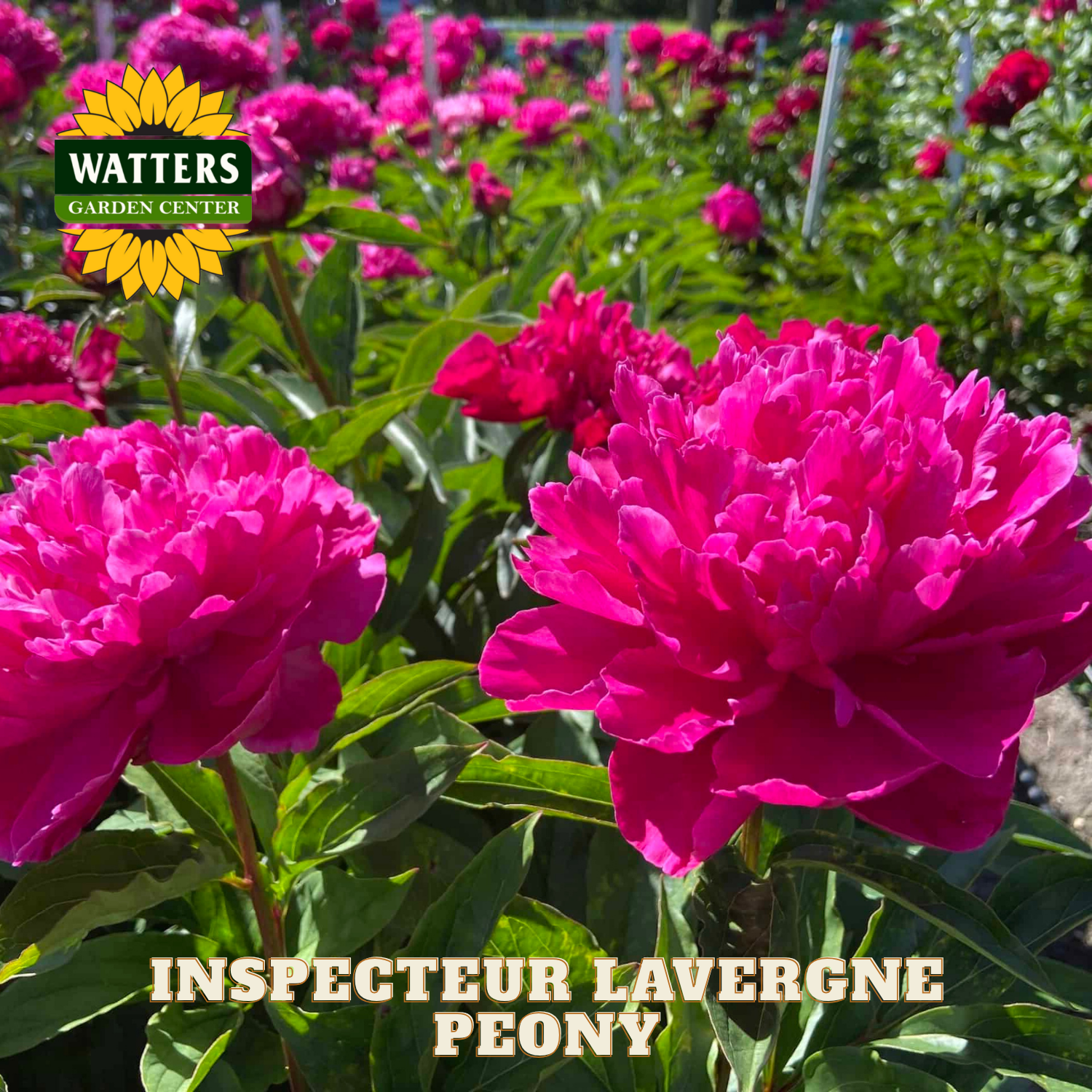 Pink peony flowers with Watters Garden Center logo and 'Inspecteur Lavergne Peony' text.