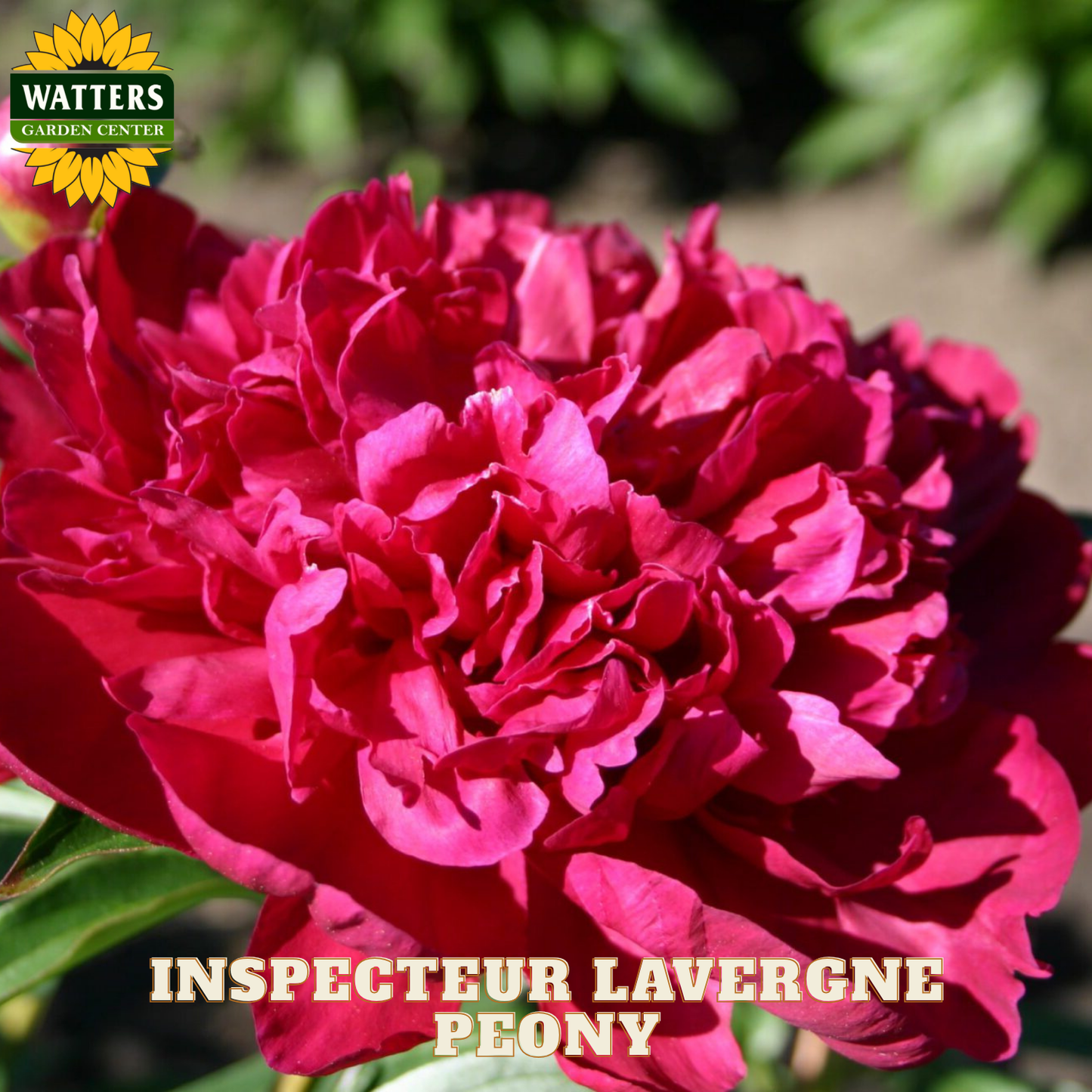 Close-up of aInspecteur Lavergne Peony with Watters Garden Center branding.