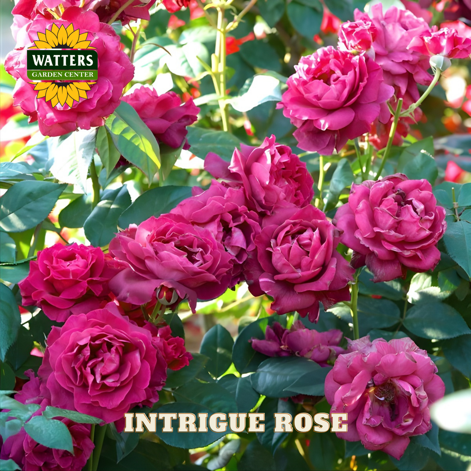Bouquet of pink roses with Watters Garden Center branding and 'Intrigue Rose' text.