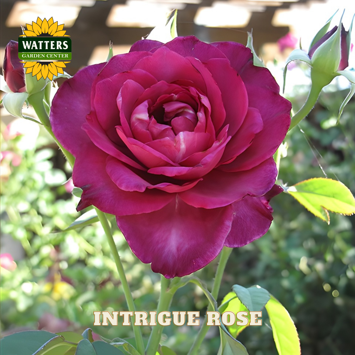 Close-up of a pink rose with 'Watters Garden Center' logo and 'Intrigue Rose' text.