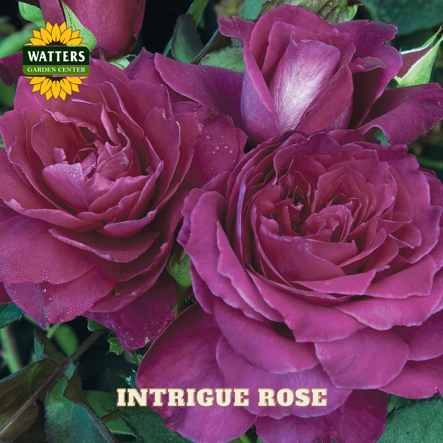 Close-up of purple roses with Watters Garden Center logo and 'Intrigue Rose' text.