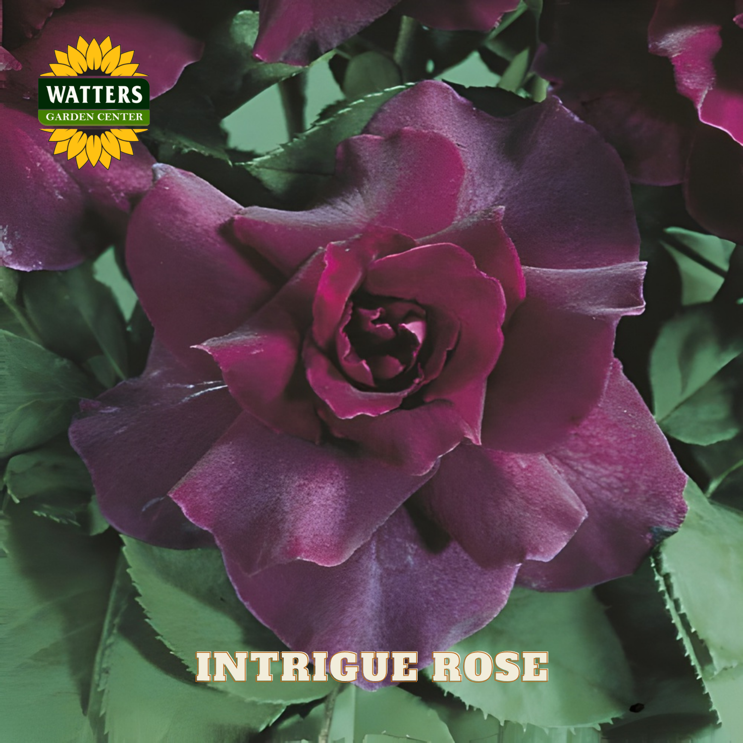 Purple Intrigue Rose closeup on green leaf background.
