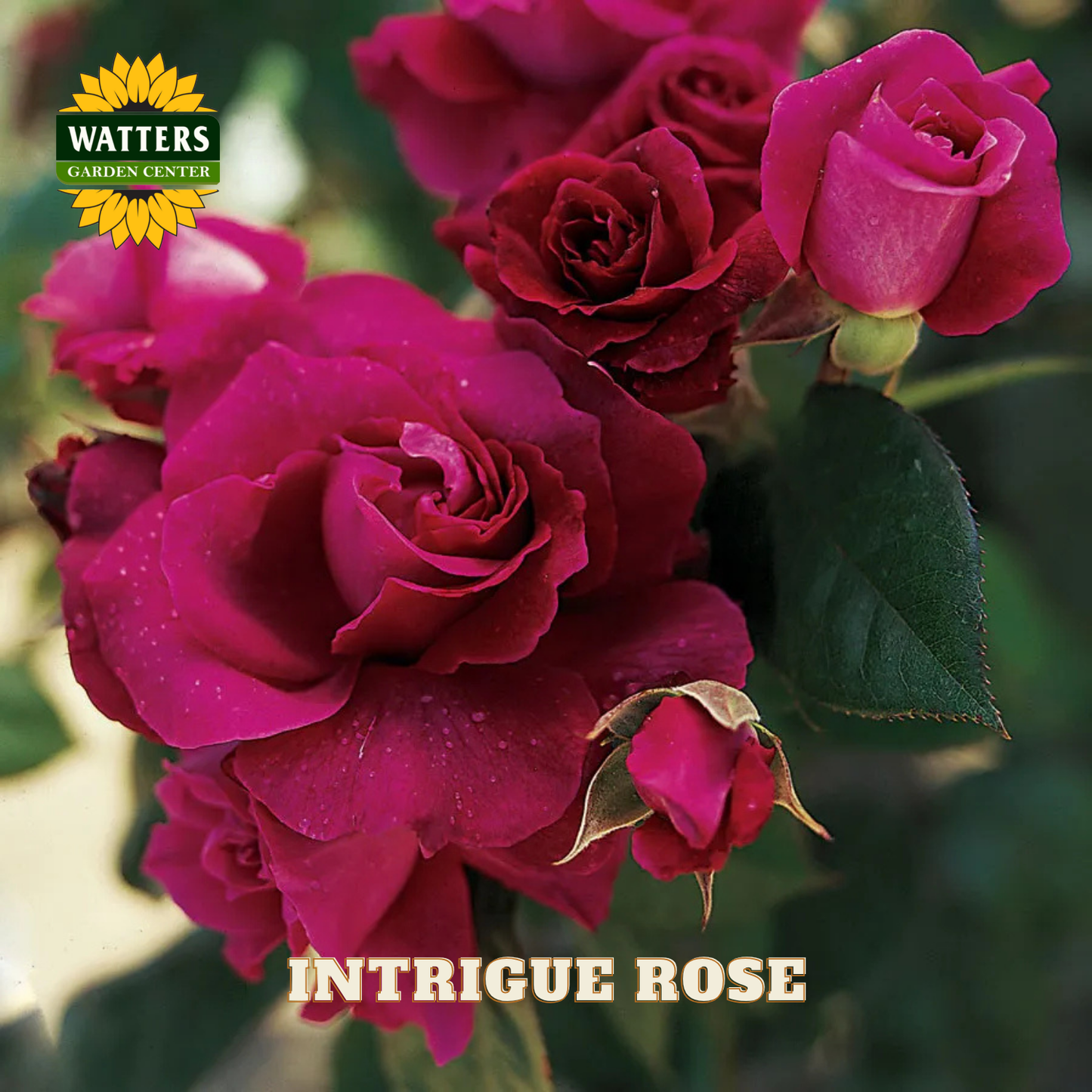 Close-up of pink roses with Watters Garden Center logo and 'Intrigue Rose' text.