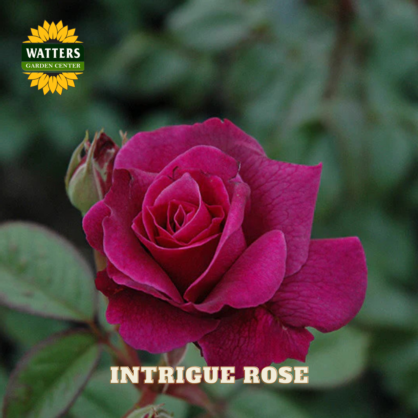 Pink rose with 'Watters Garden Center' logo and 'Intrigue Rose' text.