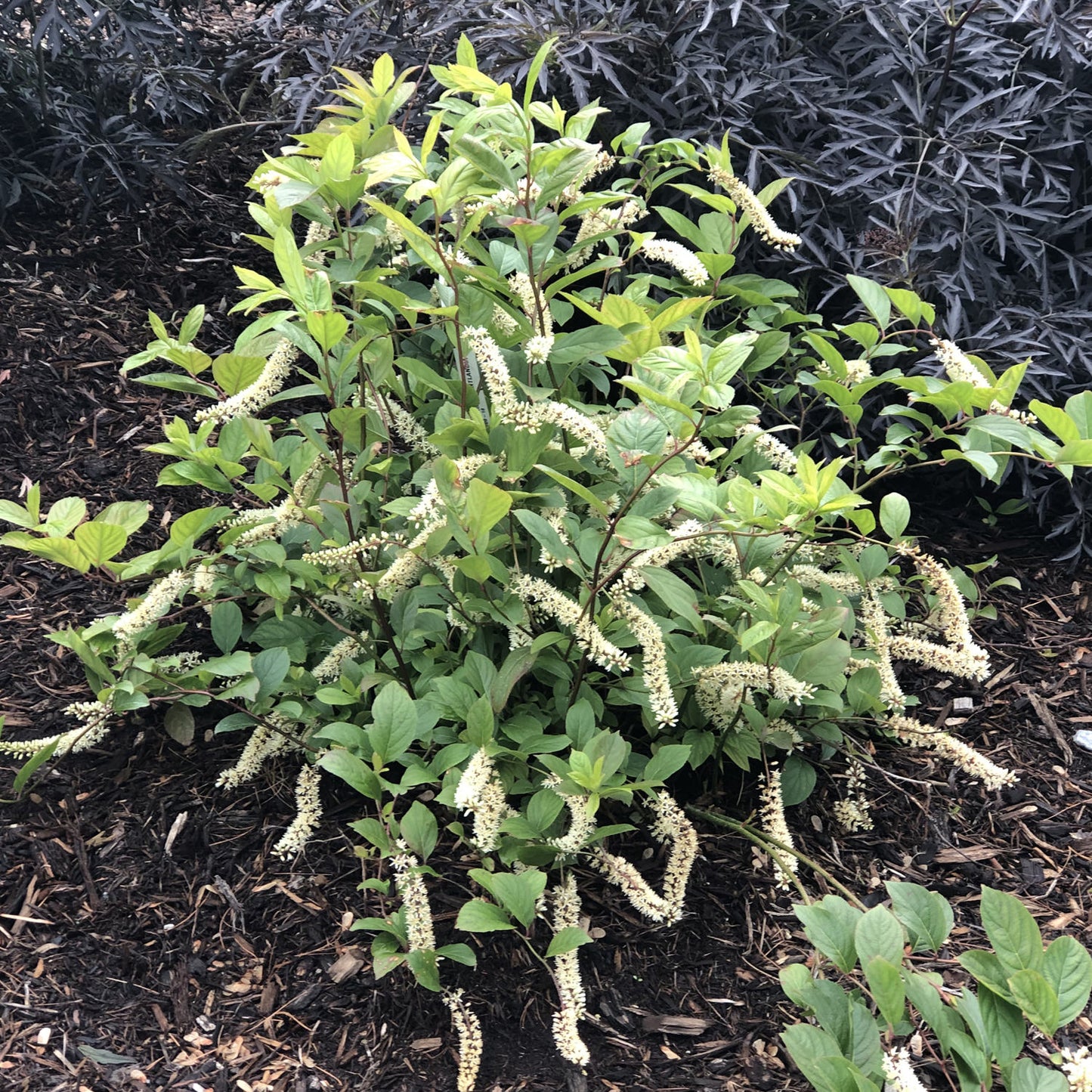 SCENTLANDIA SWEETSPIRE 2gal