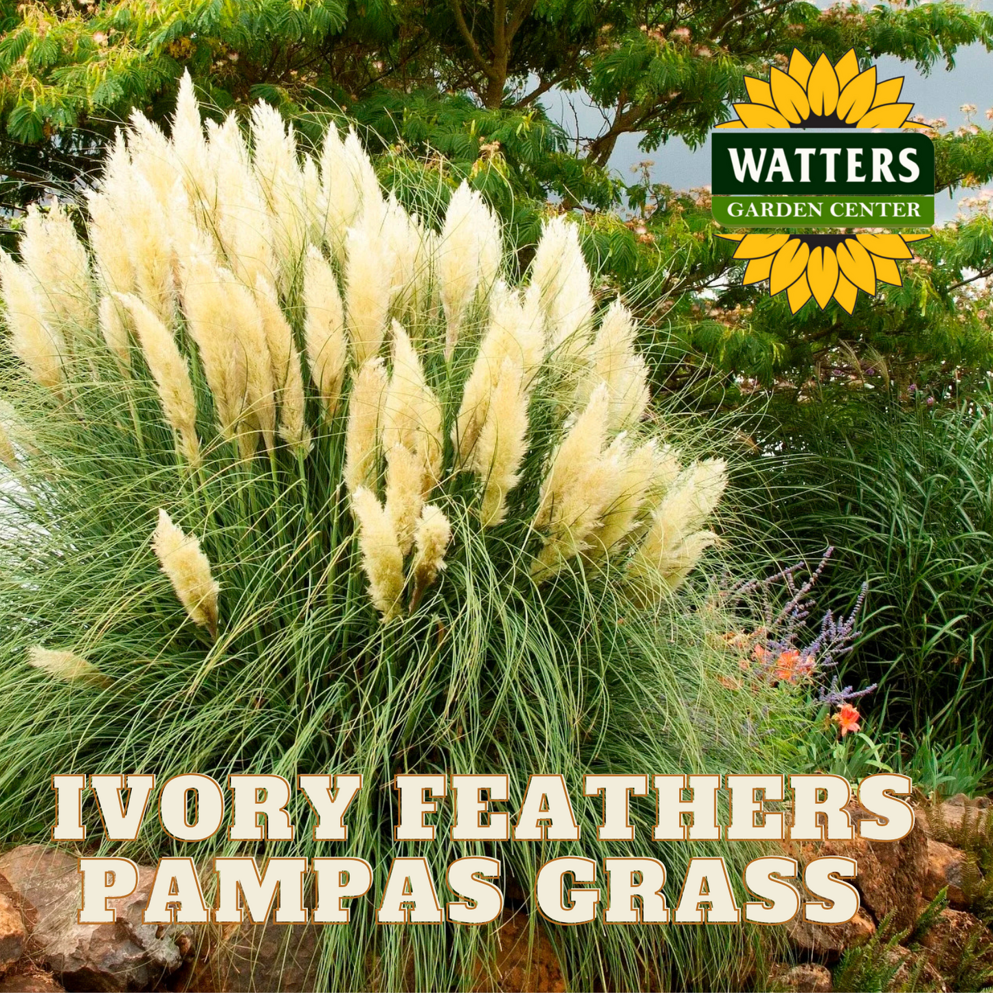 IVORY FEATHERS PAMPAS GRASS 2gal