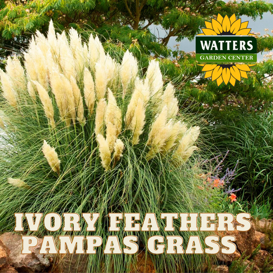 IVORY FEATHERS PAMPAS GRASS 2gal