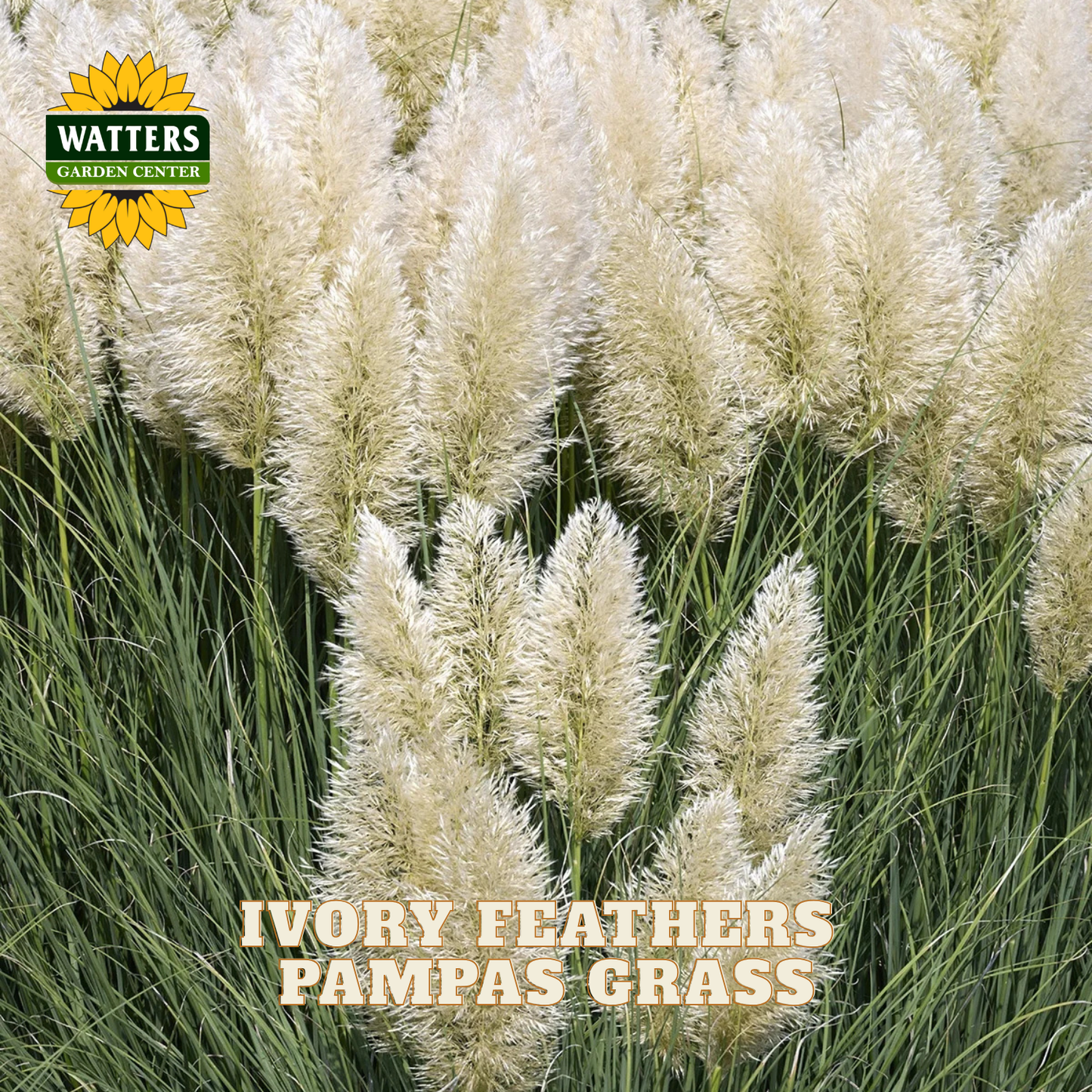 A close-up of pampas grass with fluffy ivory feather plumes and green blades. The Watters Garden Center logo appears in the top left, and the text 'IVORY FEATHERS PAMPAS GRASS' is overlaid near the bottom.