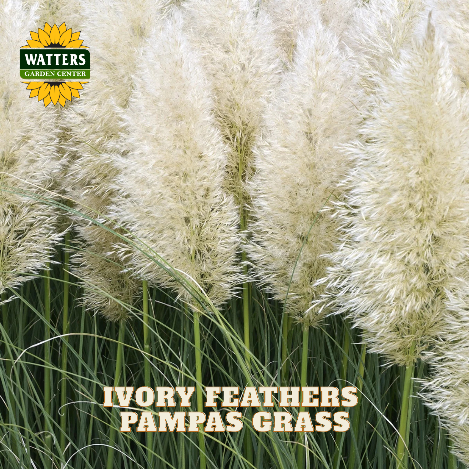 Close-up of pampas grass with fluffy ivory feather plumes and green stems, with the text 'IVORY FEATHERS PAMPAS GRASS' and a Watters Garden Center logo in the corners.