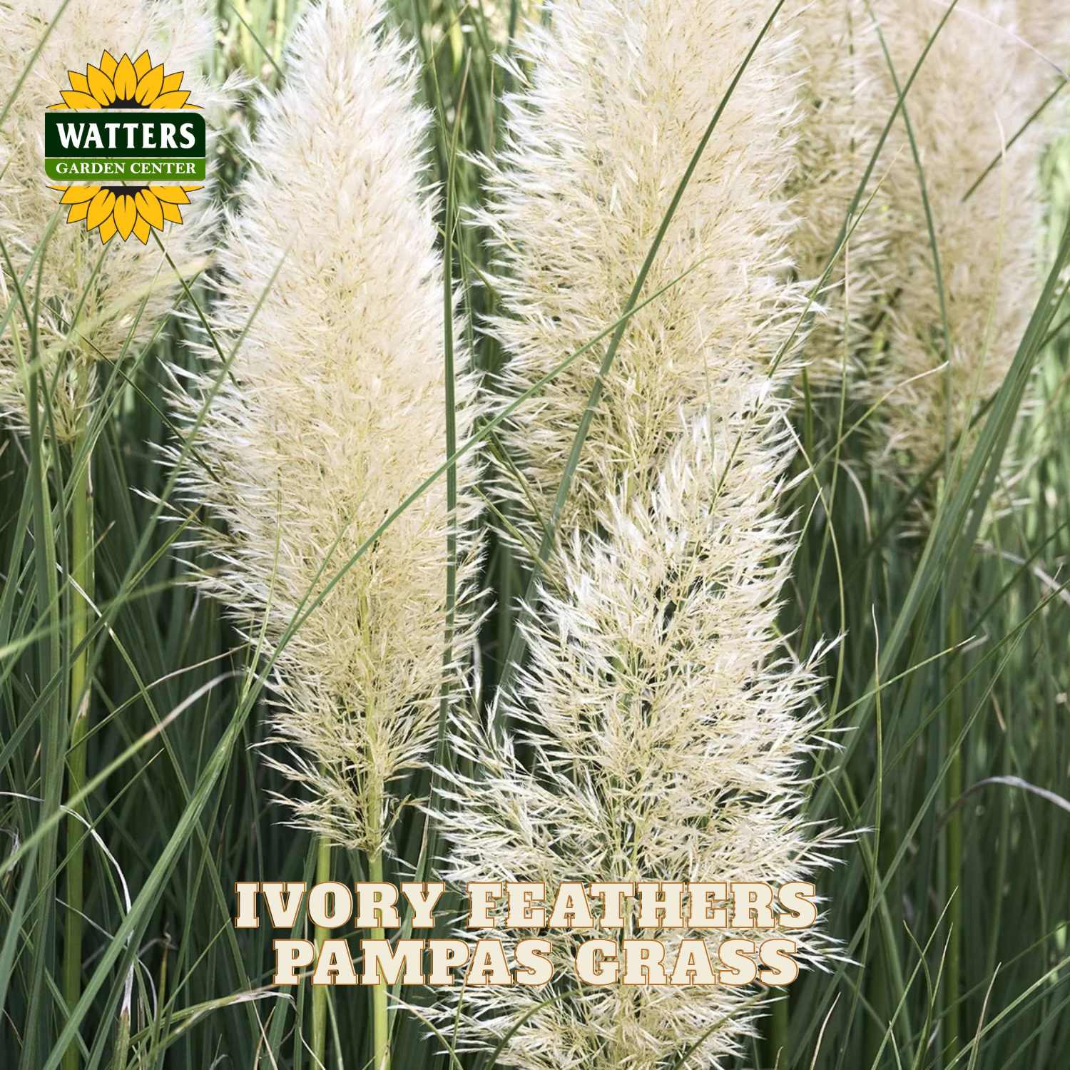 Close-up of ornamental pampas grass with tall ivory feather plumes and green blades, with the text 'IVORY FEATHERS PAMPAS GRASS' and a Watters Garden Center logo in the corners.