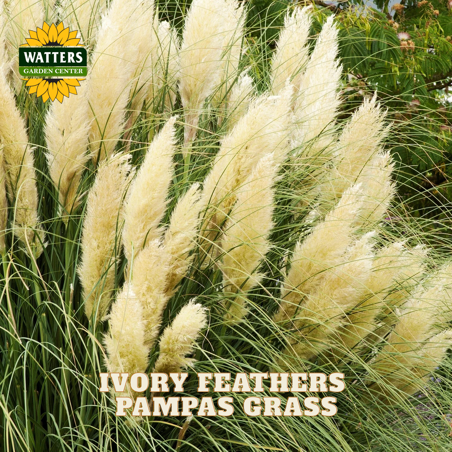Close-up of ornamental pampas grass with tall ivory feather plumes and green blades, with the Watters Garden Center logo and the text 'IVORY FEATHERS PAMPAS GRASS' overlaid on the photo.