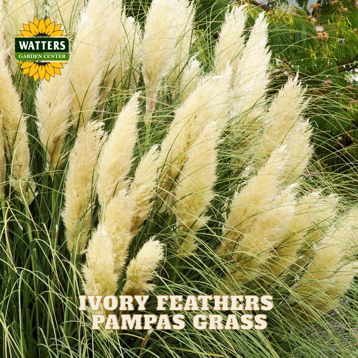 Close-up of ornamental pampas grass with tall ivory feather plumes and green blades, with the Watters Garden Center logo and the text 'IVORY FEATHERS PAMPAS GRASS' overlaid on the photo.