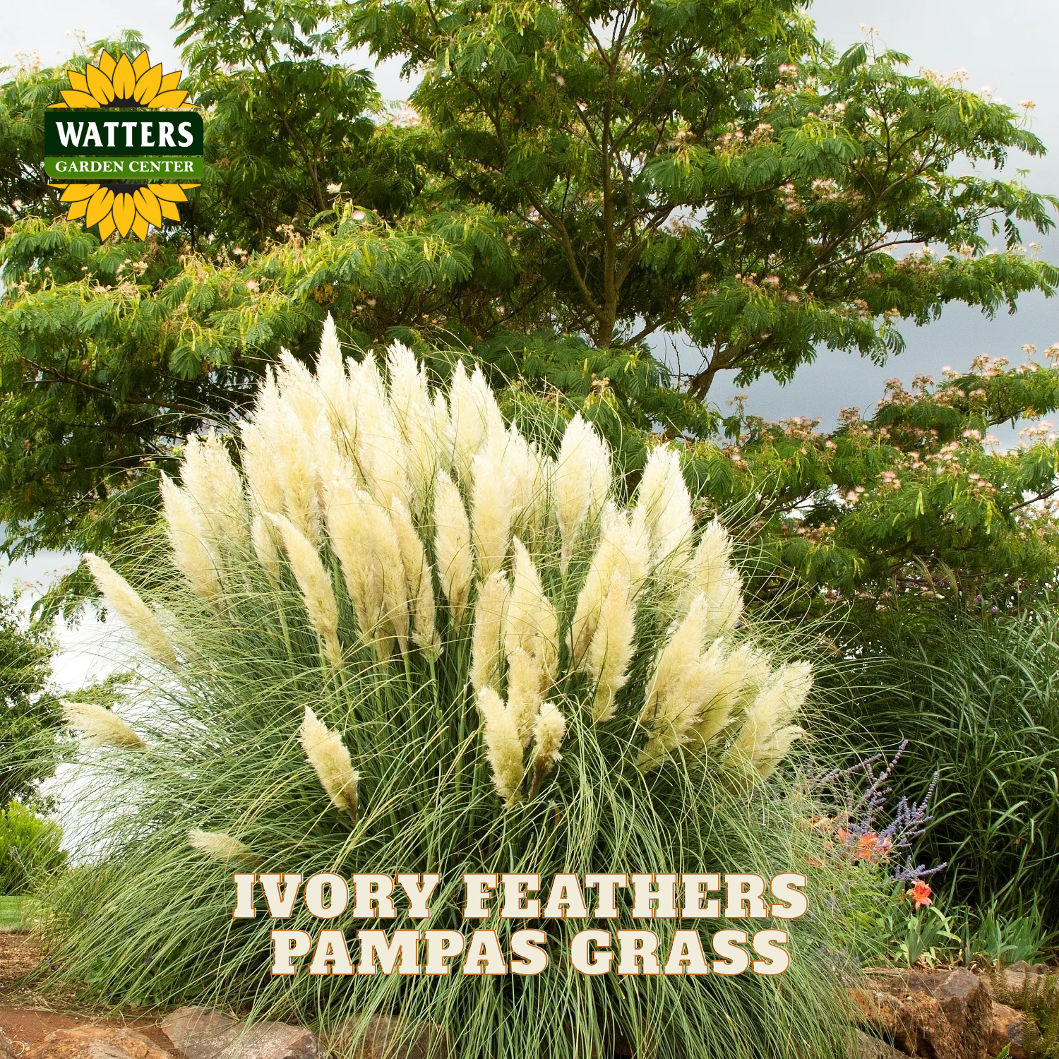 A clump of pampas grass with tall ivory feather plumes in a garden setting, with green foliage and water in the background. The Watters Garden Center logo appears in the top left, and the text 'IVORY FEATHERS PAMPAS GRASS' is overlaid at the bottom.