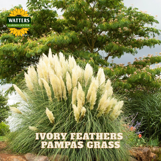 A clump of pampas grass with tall ivory feather plumes in a garden setting, with green foliage and water in the background. The Watters Garden Center logo appears in the top left, and the text 'IVORY FEATHERS PAMPAS GRASS' is overlaid at the bottom.