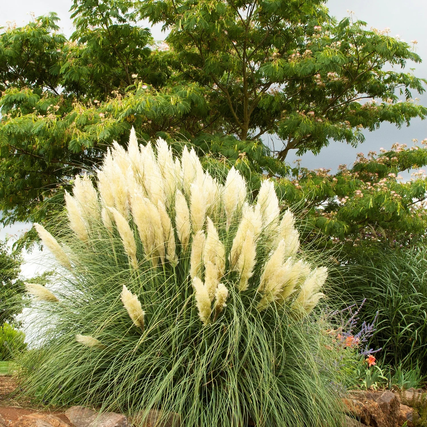 A clump of ornamental pampas grass with tall, fluffy cream-colored plumes and fine green blades, photographed outdoors in a garden setting with trees and rocks in the background.