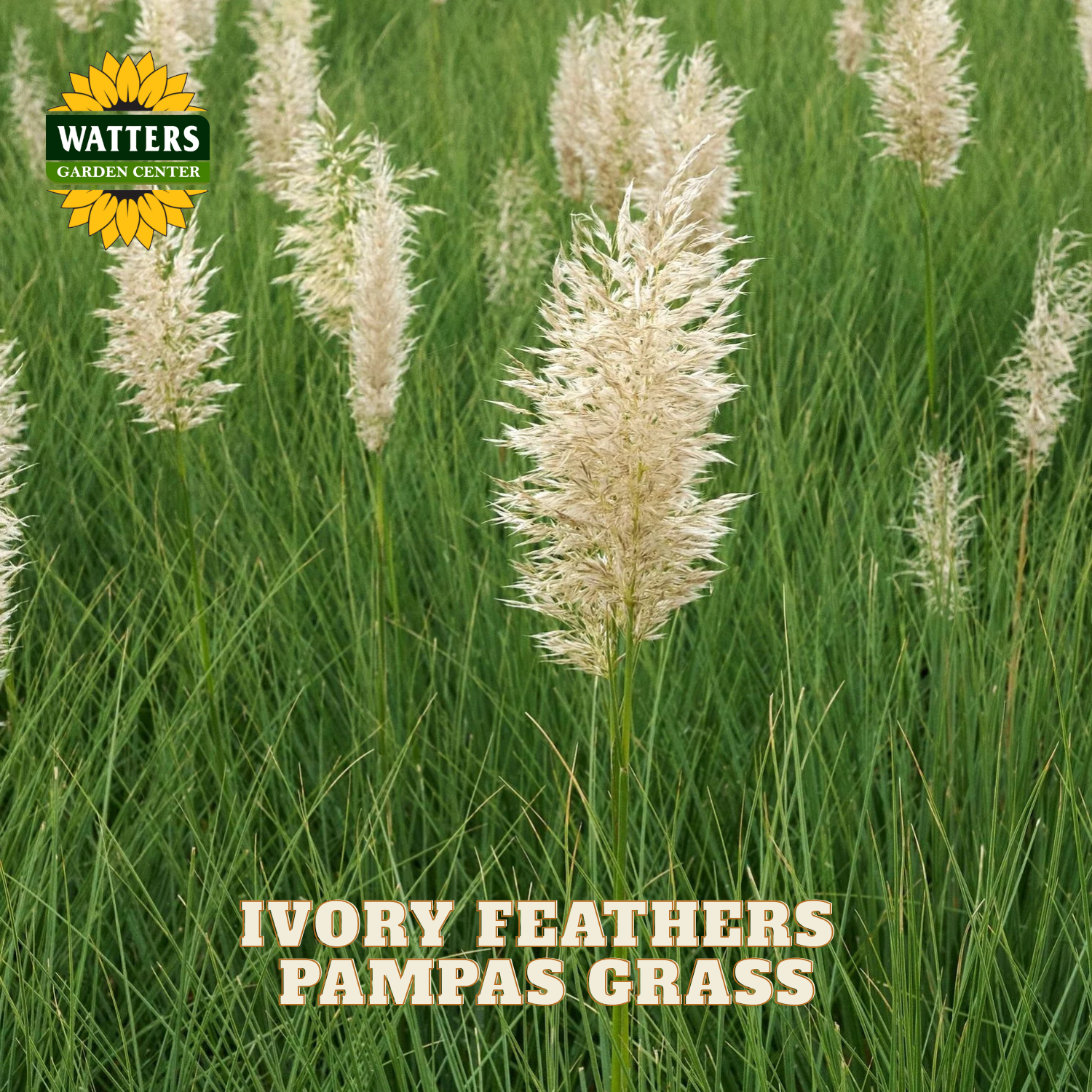 A field of pampas grass with tall ivory feather-like plumes on a green grassy background. The Watters Garden Center logo appears in the top left, and the text 'IVORY FEATHERS PAMPAS GRASS' is overlaid at the bottom.