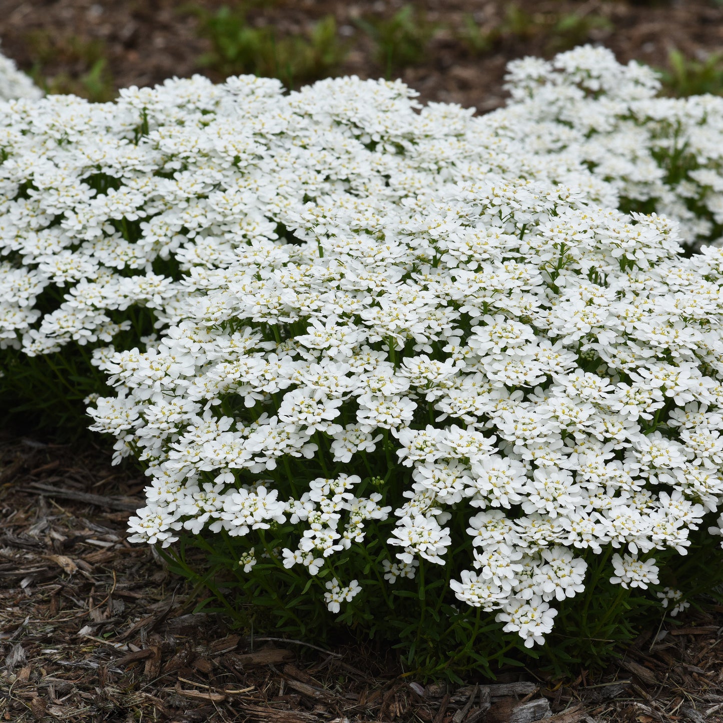 CANDYTUFT 1gal