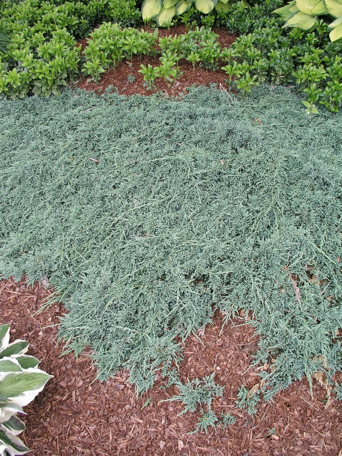 ICEE BLUE JUNIPER 1gal